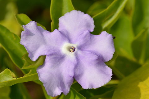 Brunfelsia pauciflora, 자스민  Brunfelsia pauciflora,Geotagged,South Korea,Summer,자스민
