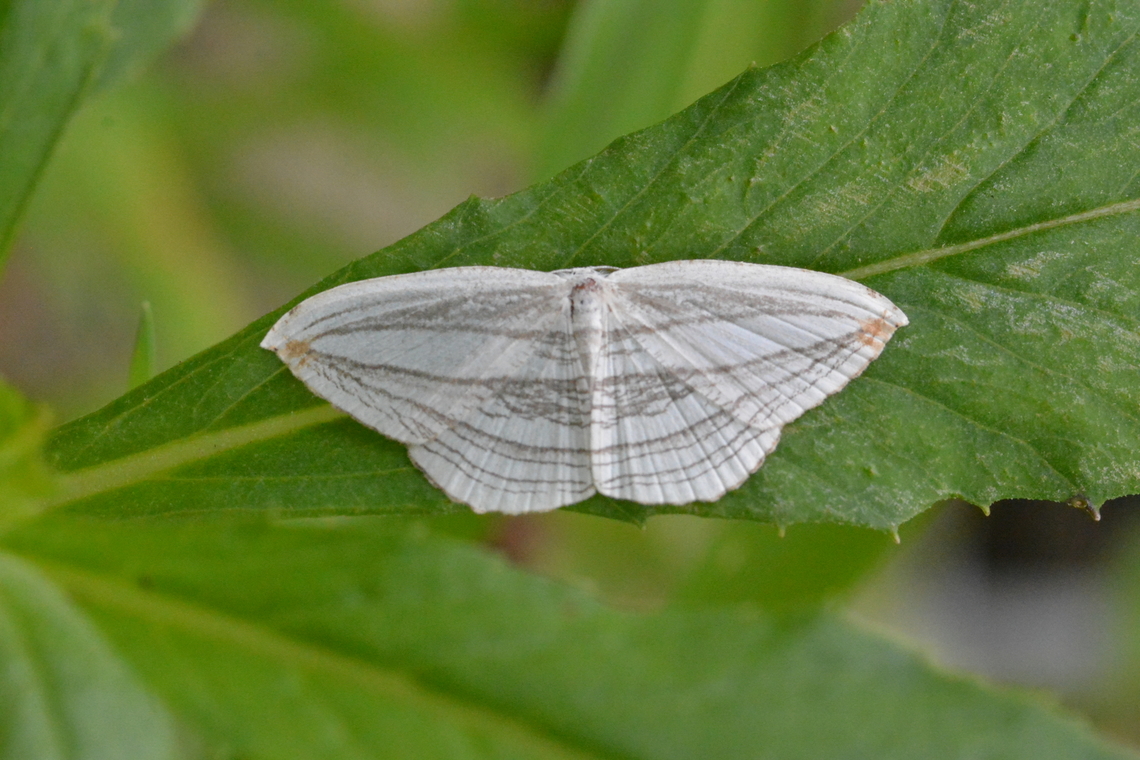 Acropteris iphiata, 제비나방  Acropteris iphiata,Geotagged,South Korea,Summer,제비나방