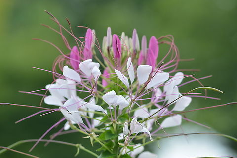 Cleome hassleriana, 족두리꽃  Cleome hassleriana,Geotagged,South Korea,Spider Flower,Summer,족두리꽃