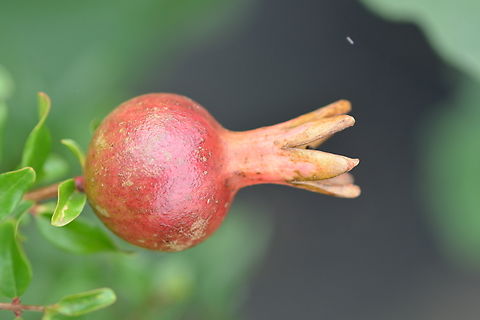 Punica granatum, 석류  Geotagged,Pomegranate,Punica granatum,South Korea,Summer,석류꽃