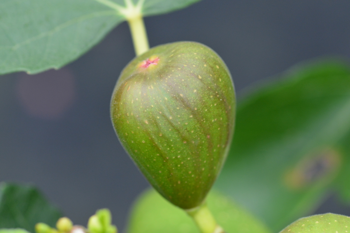Ficus carica, 무화과  Common fig,Ficus carica,Geotagged,South Korea,Summer,무화과
