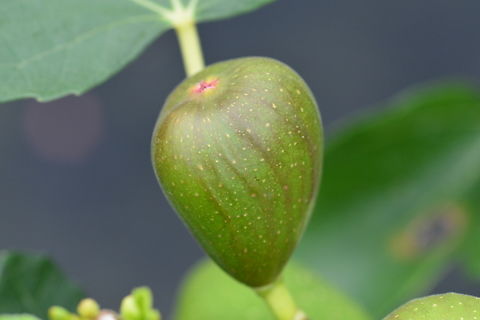 Ficus carica, 무화과  Common fig,Ficus carica,Geotagged,South Korea,Summer,무화과