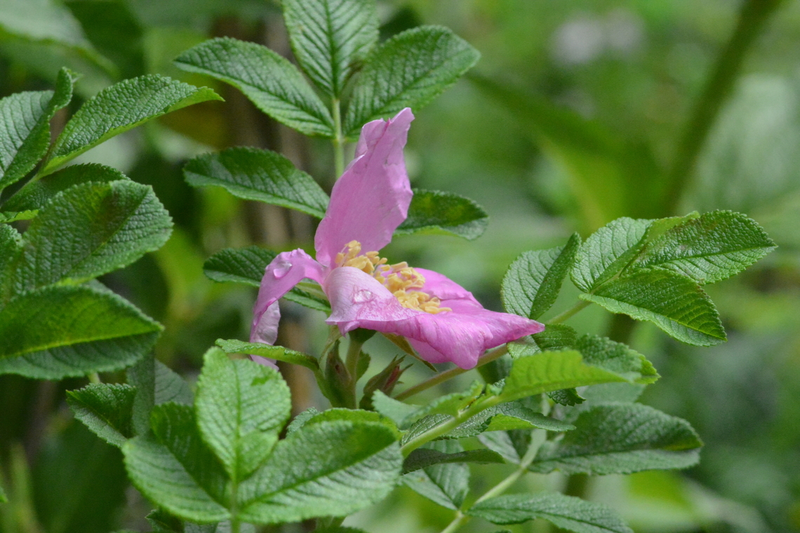 Solanum tuberosum  Geotagged,Potato,Solanum tuberosum,South Korea,Summer