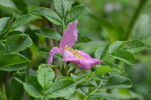 Solanum tuberosum  Geotagged,Potato,Solanum tuberosum,South Korea,Summer
