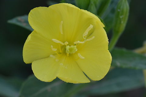 Oenothera biennis, 달맞이꽃  Evening Primroses,Evening star,Geotagged,Oenothera biennis,South Korea,Summer,달맞이꽃