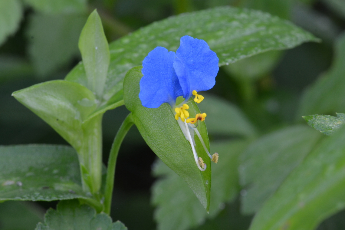 Commelina benghalensis, 고깔닭의 장풀  Asiatic dayflower,Commelina benghalensis,Geotagged,South Korea,Summer,Tropical Spiderwort,Whitemouth dayflower,고깔닭의 장풀