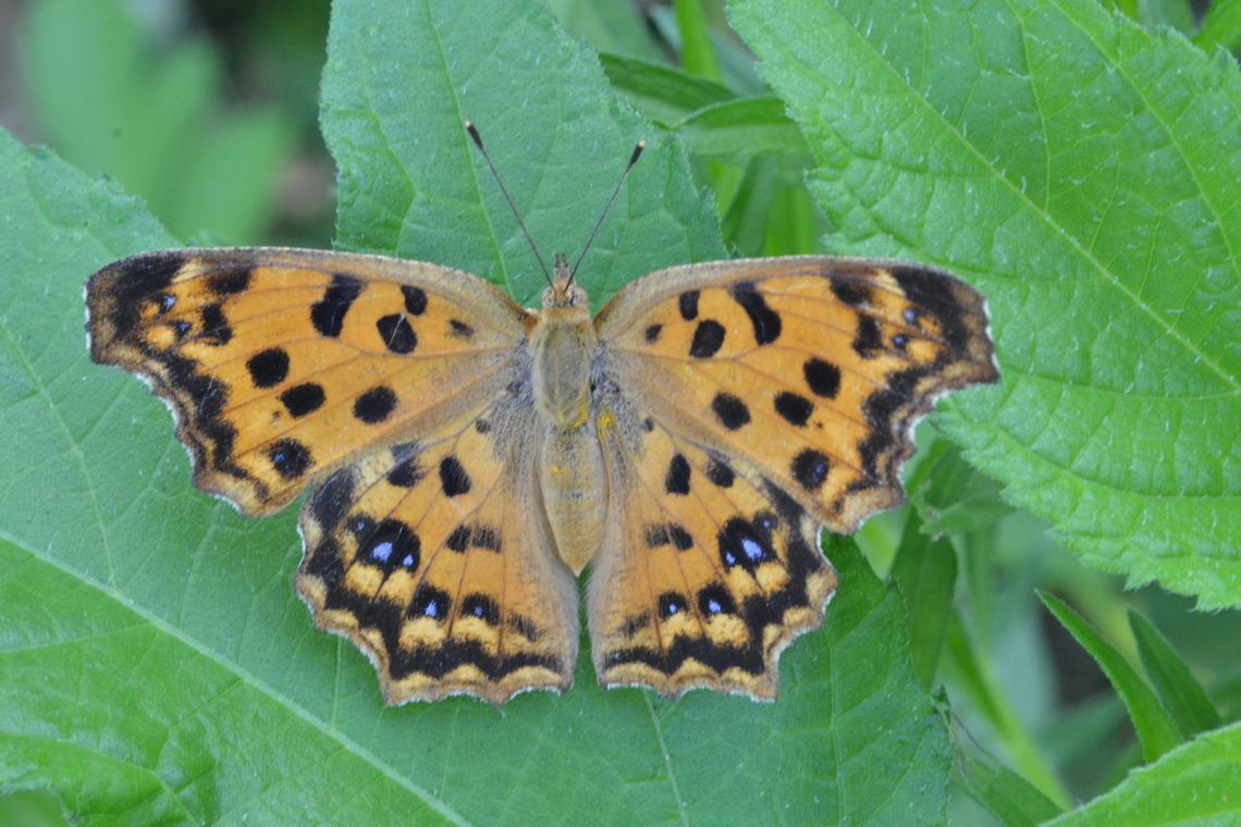 Polygonia c-aureum, 네발나비  Asian comma,Geotagged,Polygonia c-aureum,South Korea,Summer,asian comma,네발나비,호랑나비