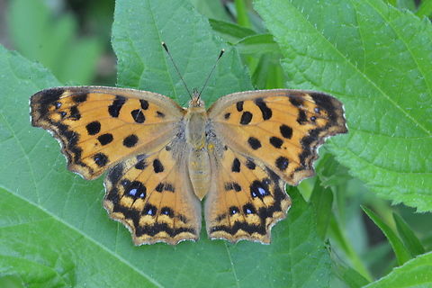 Polygonia c-aureum, 네발나비  Asian comma,Geotagged,Polygonia c-aureum,South Korea,Summer,asian comma,네발나비,호랑나비