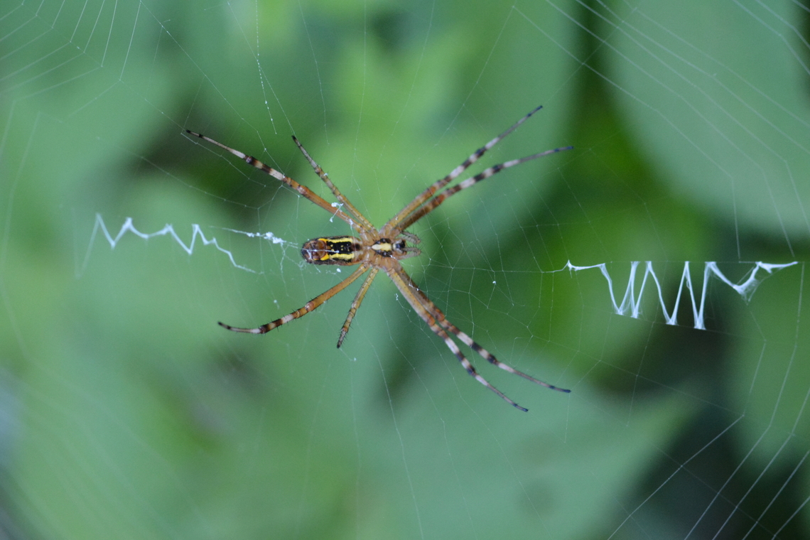 Argiope bruennichi, 긴호랑거미  Argiope,Argiope bruennichi,Geotagged,South Korea,Summer,Wasp spider