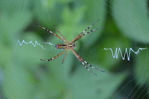 Argiope bruennichi, 긴호랑거미  Argiope,Argiope bruennichi,Geotagged,South Korea,Summer,Wasp spider