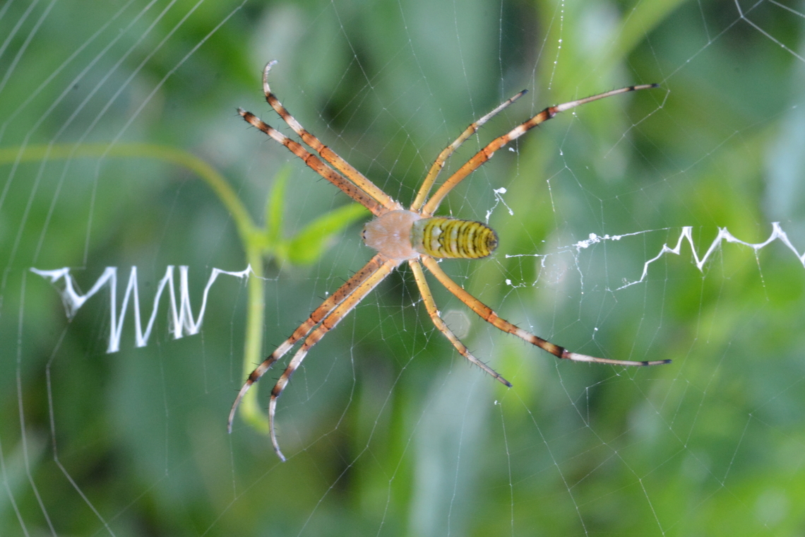 Argiope bruennichi, 호랑거미  Argiope bruennichi,Geotagged,South Korea,Summer,Wasp spider,호랑거미