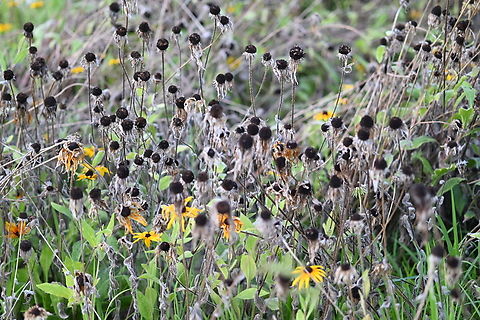 Rudbeckia hirta, 루드베키아  Black-eyed Susan,Geotagged,Rudbeckia hirta,South Korea,Summer,루드베키아