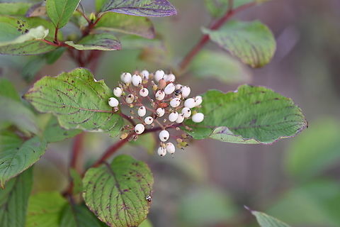 Cornus alba, 흰말채나무  Cornus alba,Geotagged,Siberian Dogwood,South Korea,Summer,흰말채나무