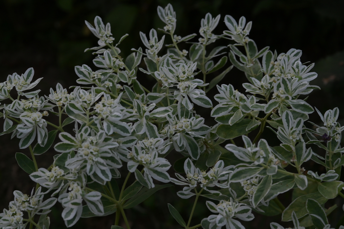 Euphorbia marginata, 설악초  Euphorbia marginata,Geotagged,Snow on the mountain,South Korea,Spurges,Summer,설악초