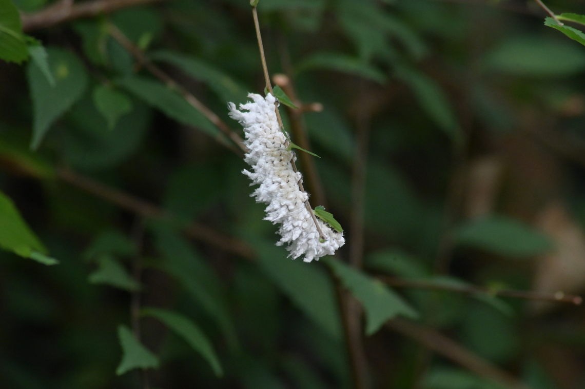 Eriocampa ovata caterpillar  Eriocampa ovata,Eriocampa ovata caterpillar,Geotagged,South Korea,Summer,Woolly Alder Sawfly,alder sawfly,woolly alder sawfly