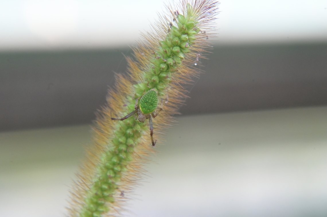 Neoscona scylloides  Geotagged,Neoscona scylloides,South Korea,Summer,barn spiders,spotted orb-weavers