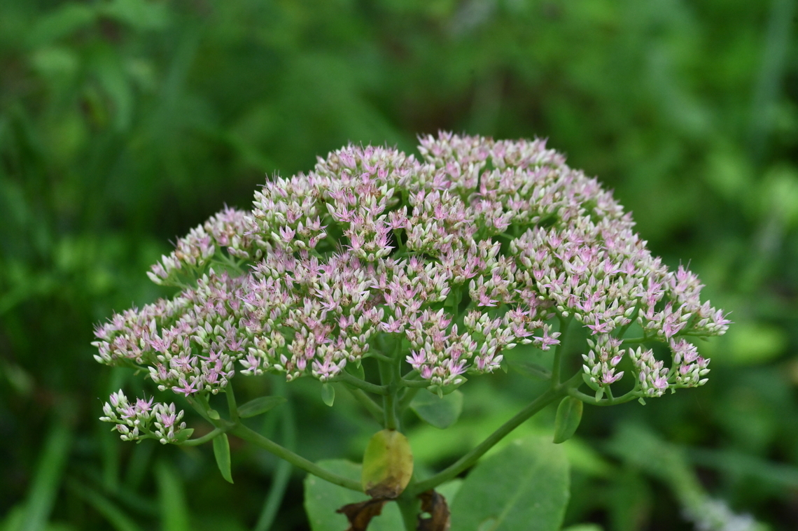 Hylotelephium spectabile  Geotagged,HYLOTELEPHIUM SPECTABILE,Hylotelephium spectabile,Sedum Spectabile,South Korea,Summer