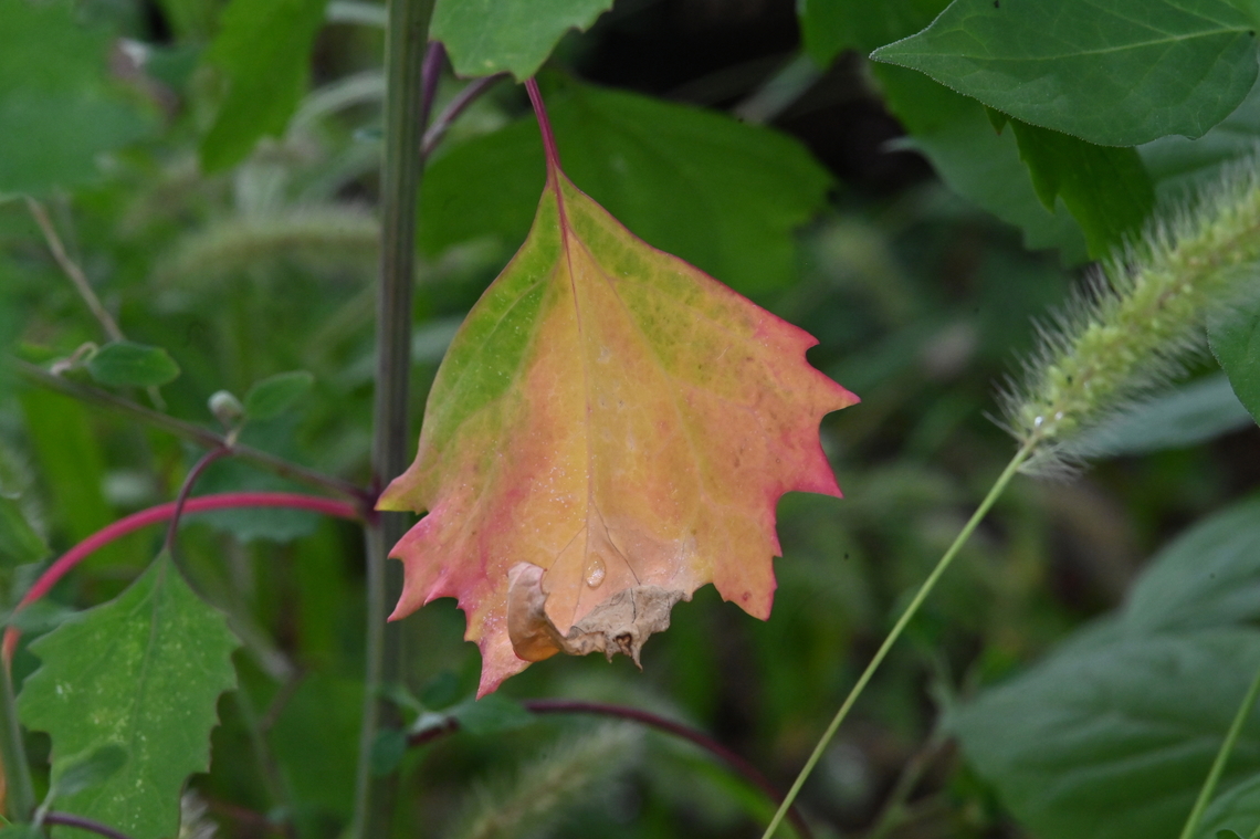 Chenopodium album  Chenopodium album,Geotagged,South Korea,Summer,wild spinach