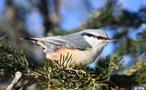 Sitta europaea, 붉은가슴 동고비 Common name, Eurasian Nuthatch Eurasian Nuthatch,Geotagged,Red-breasted nuthatch,Sitta canadensis,Sitta europaea,South Korea,Winter,붉은가슴 동고비