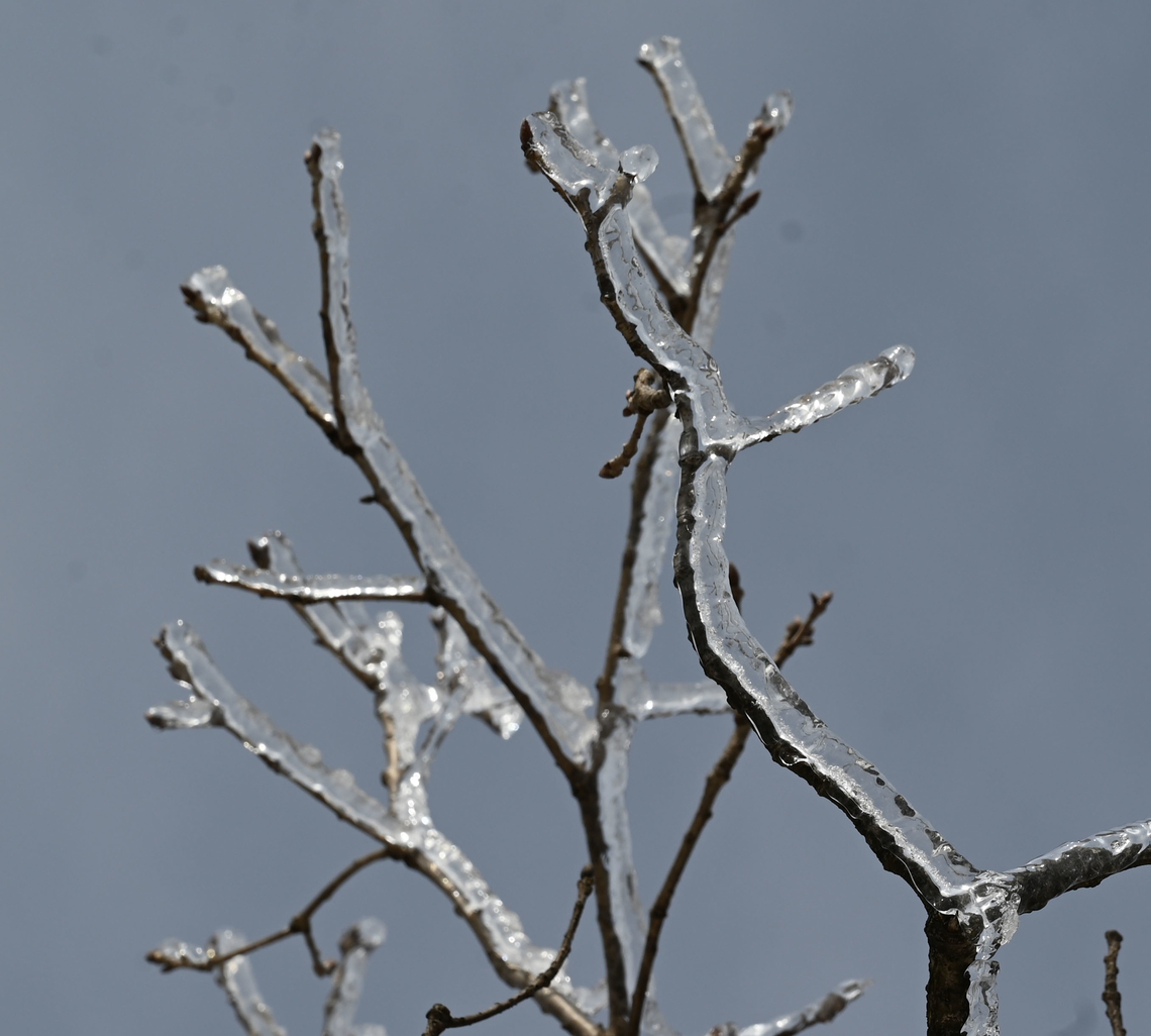Ice flower Ice flower made by repeated warm &amp; cold weather with lots of snow. Geotagged,South Korea,Winter