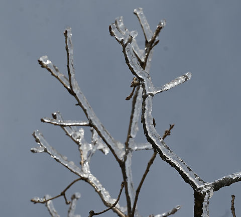 Ice flower Ice flower made by repeated warm & cold weather with lots of snow. Geotagged,South Korea,Winter