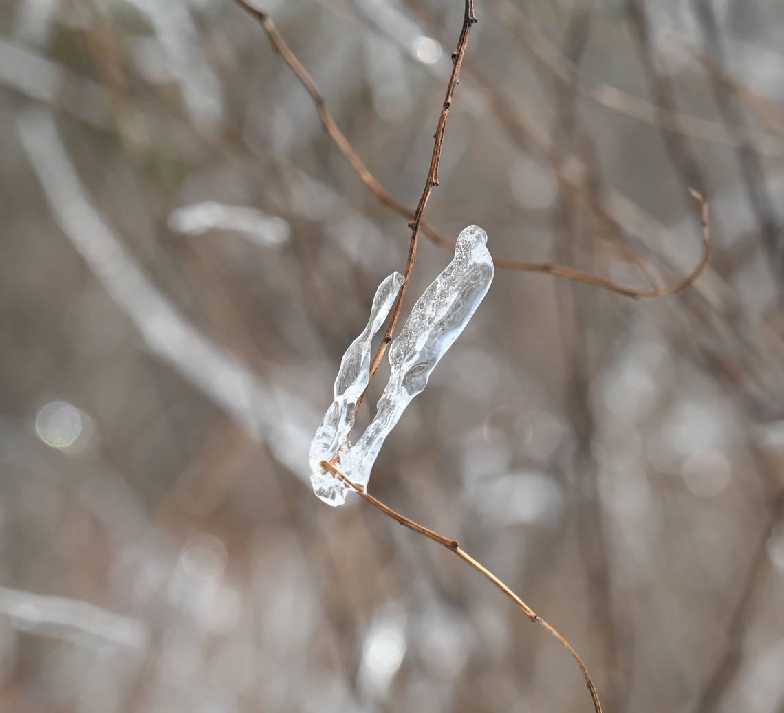 Ice flower Ice flower made by repeated warm &amp; cold weather with snow. Geotagged,Ice flower,South Korea,Winter