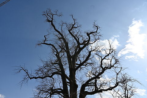 Ginkgo biloba, 은행나무 1,100 years old Ginkgo tree,  known as oldest in South Korea.
Early spring, not come the leaves out yet. 
Green leaves are coming soon. All the yellow leaves were follen starting with last winter. 
The white clouds look like England, don't you think? Geotagged,Ginkgo biloba,South Korea,Winter,ginkgo biloba,은행나무