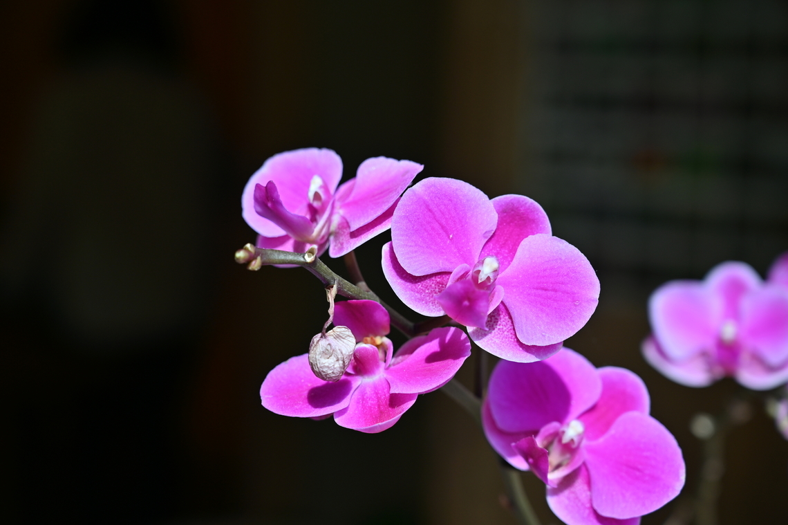 Orchid Phalaenopsis, 호접란  Geotagged,Orchid Phalaenopsis,Phalaenopsis tetraspis,South Korea,Winter,호접란