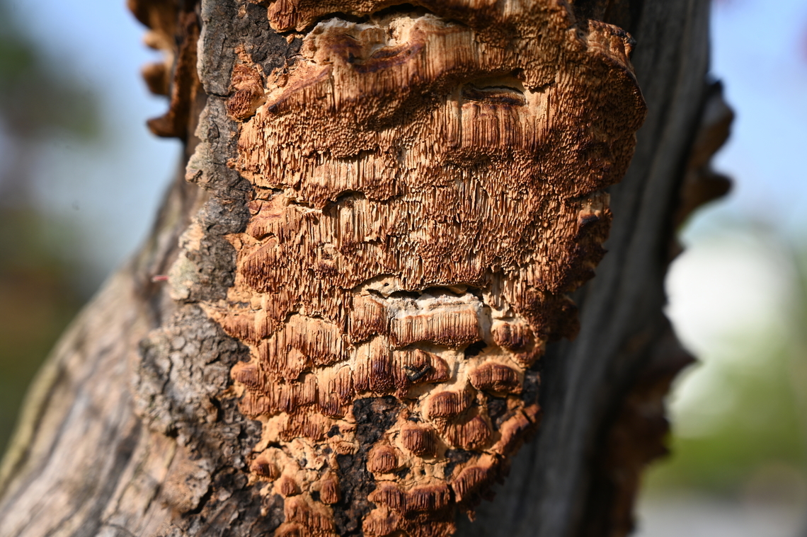 Dichomitus campestris, 방석구멍버섯  Dichomitus campestris,Geotagged,Hazel Porecrust,South Korea,Spring,방석구멍버섯