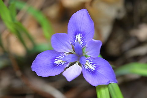 Iris sp., 더글라스 아이리스  Douglas iris,Geotagged,South Korea,Spring,더글라스 아이리스