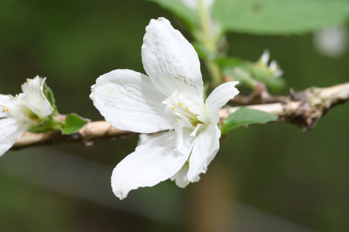 Deutzia gracilis, 애기 말발도리  Deutzia gracilis,Geotagged,South Korea,Spring,애기 말발도리