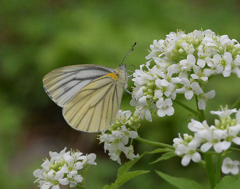 Pieris melete, 큰줄 흰나비  Asian Green-veined White,Geotagged,Pieris melete,South Korea,Spring,큰줄 흰나비