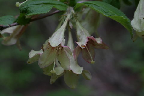 Weigela subsessilis, 병꽃나무  Geotagged,South Korea,Spring,Weigela subsessilis,병꽃나무