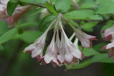 Weigela subsessilis, 병꽃나무  Geotagged,Korean Weigela,South Korea,Spring,Weigela subsessilis,병꽃나무