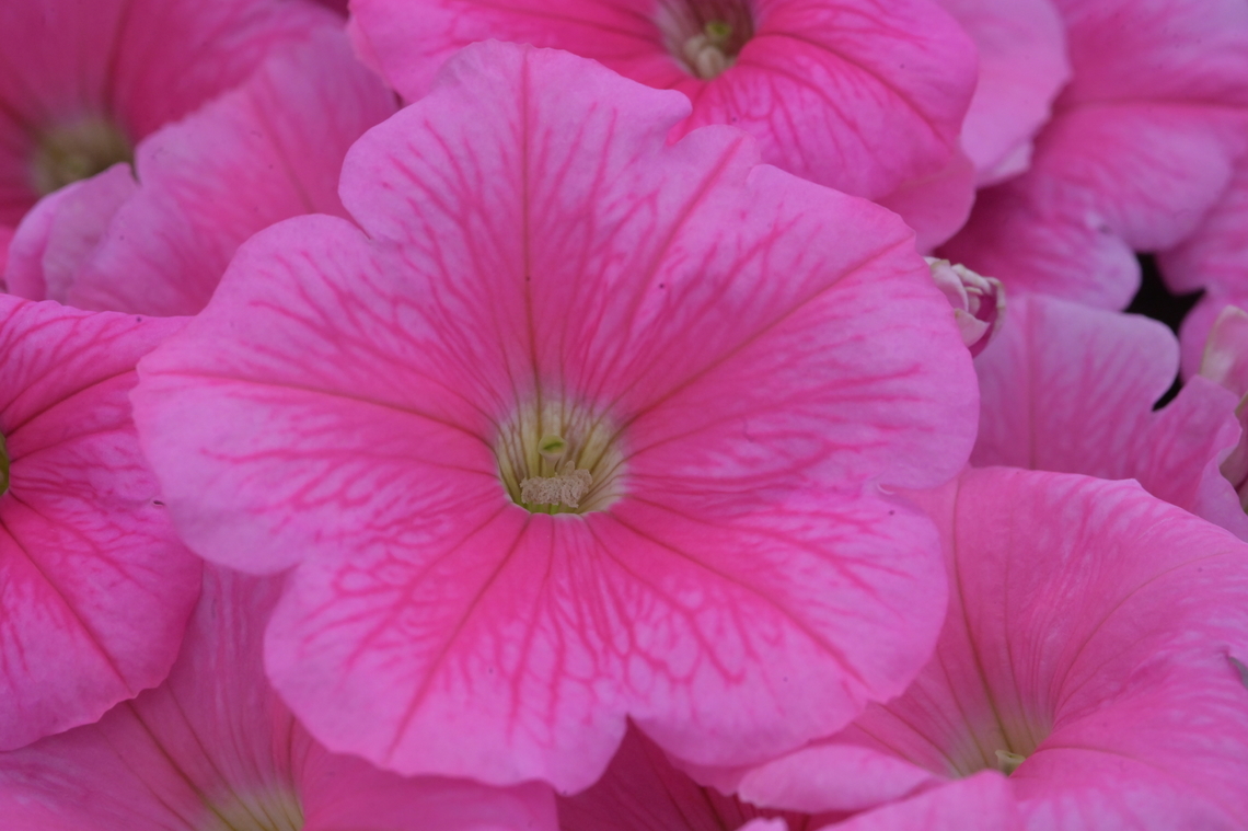 Petunia, 피튜니아  Garden Petunia,Geotagged,Petunia,Petunia axillaris,Petunia x atkinsiana,Petunia × atkinsiana,South Korea,Spring,Wild white petunia,피튜니아