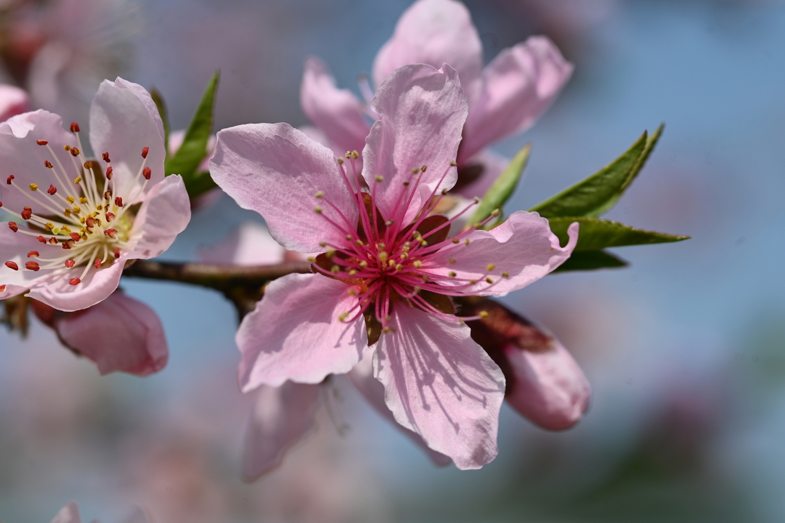 Prunus sargentii, 복숭아꽃  Geotagged,Prunus sargentii,South Korea,Spring,복숭아꽃