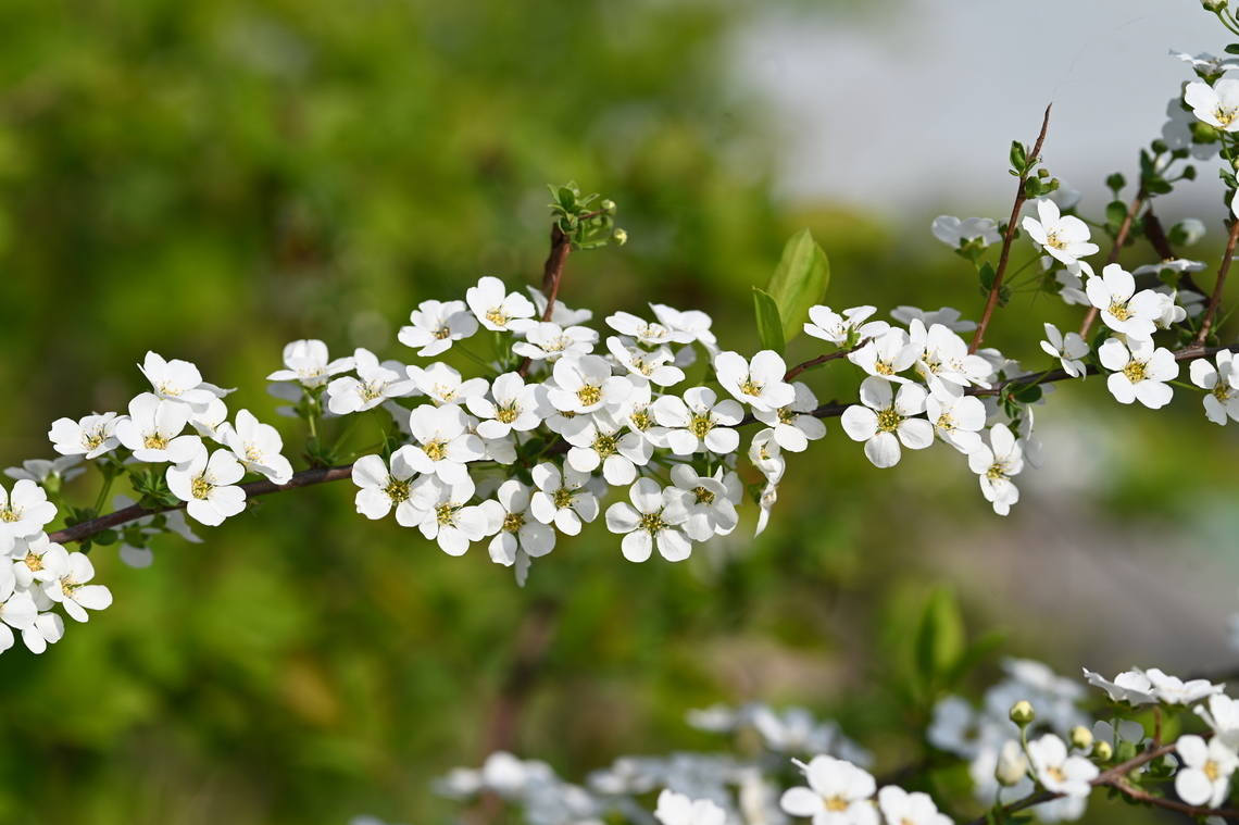 Spiraea prunifolia, 조팝나무  Geotagged,South Korea,Spiraea prunifolia,Spring,조팝나무