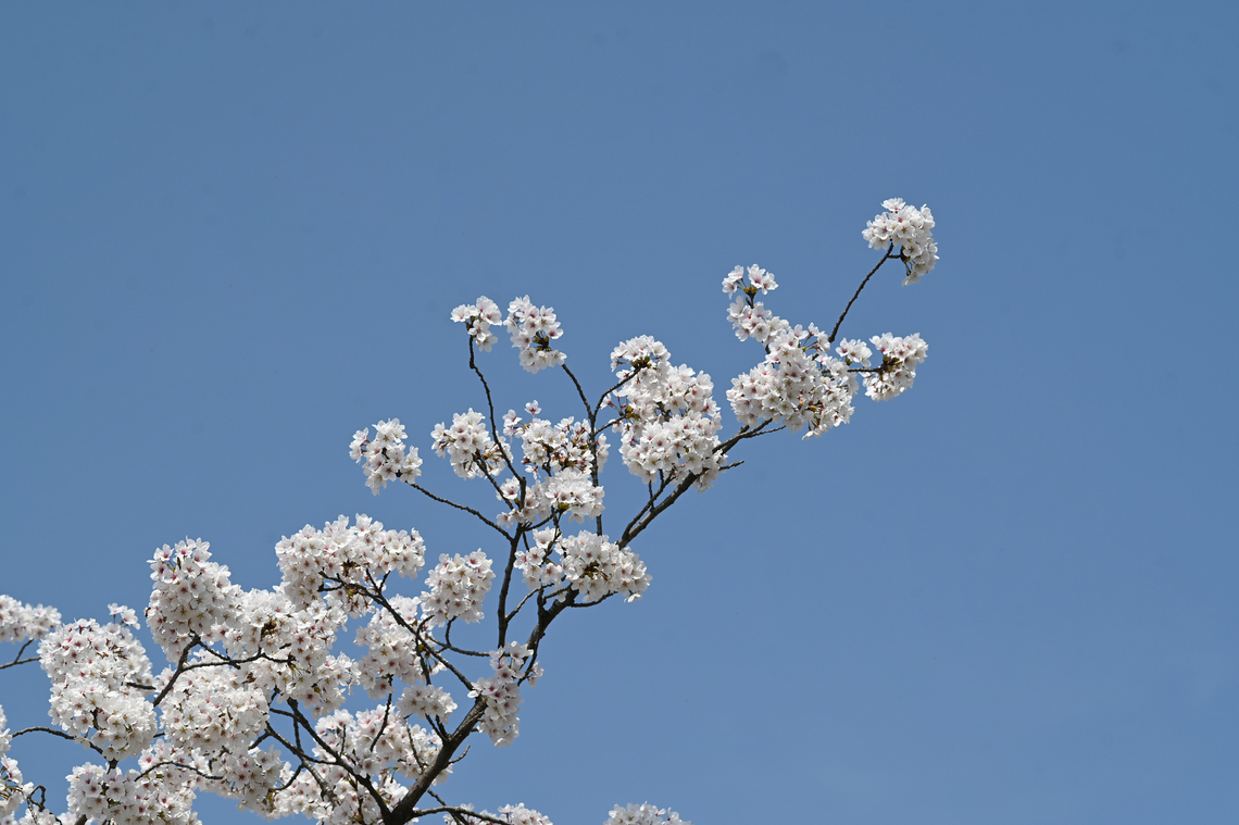 Prunus &times; yedoensis 왕벗꽃  Geotagged,Prunus &times; yedoensis,South Korea,Spring,왕벗꽃