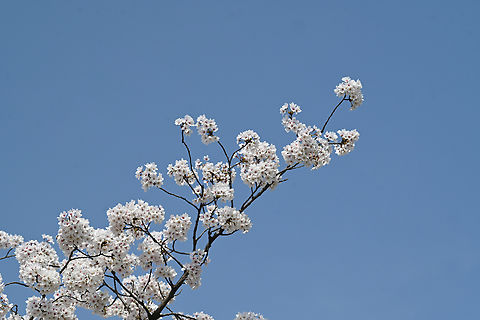 Prunus × yedoensis 왕벗꽃  Geotagged,Prunus × yedoensis,South Korea,Spring,왕벗꽃