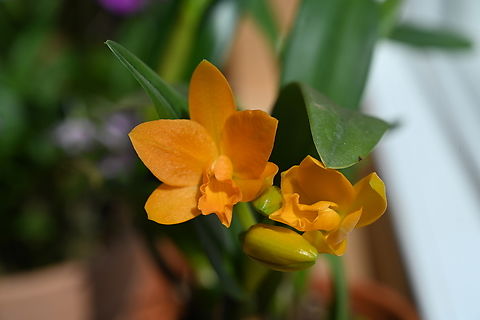 Cattleychea Orange Stardust  Cattleychea Orange Stardust,Geotagged,South Korea,Winter