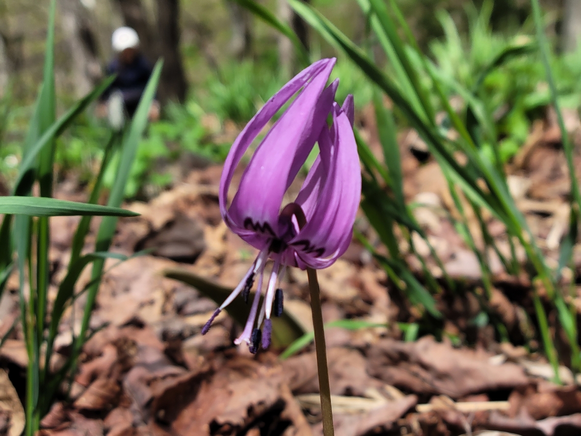 Erythronium japonicum, 얼레지  Erythronium japonicum,Geotagged,South Korea,Spring,얼레지