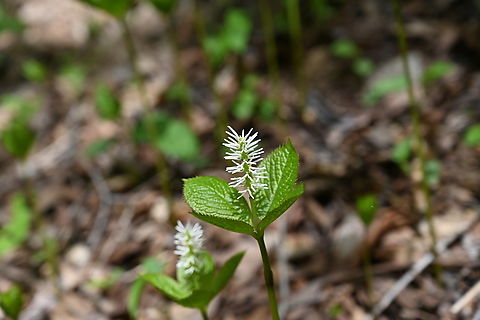 Chloranthus quadrifolius, 옥녀꽃대  Chloranthus quadrifolius,Geotagged,South Korea,Spring,옥녀꽃대