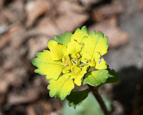 Chrysosplenium_oppositifolium, 괭이눈속  Chrysosplenium oppositifolium,Chrysosplenium_oppositifolium,Geotagged,South Korea,Spring,괭이눈속