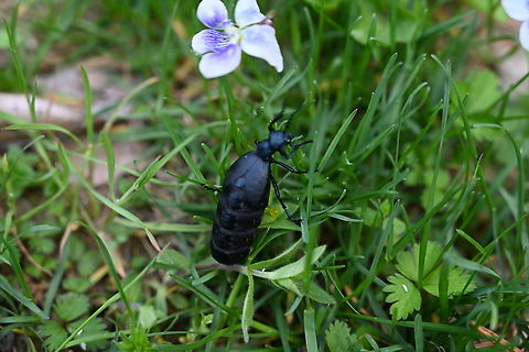 Meloe proscarabaeus, 남가뢰  Black Oil Beetle,Geotagged,Meloe proscarabaeus,South Korea,Spring,남가뢰