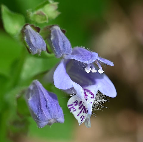 Meehania urticifolia 벌깨덩굴  Geotagged,Meehania urticifolia 벌깨덩굴,South Korea,Spring