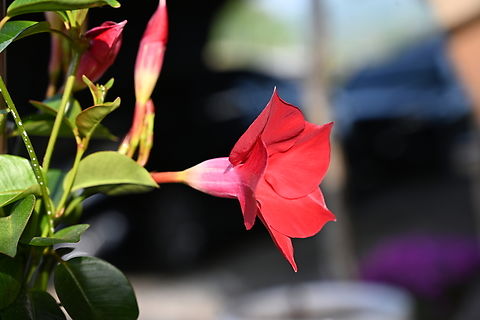 Mandevilla sanderi, 만데빌라  Geotagged,Mandevilla Sanderi,Mandevilla sanderi,Mandevilla sanderi. 만데빌라,South Korea,Spring