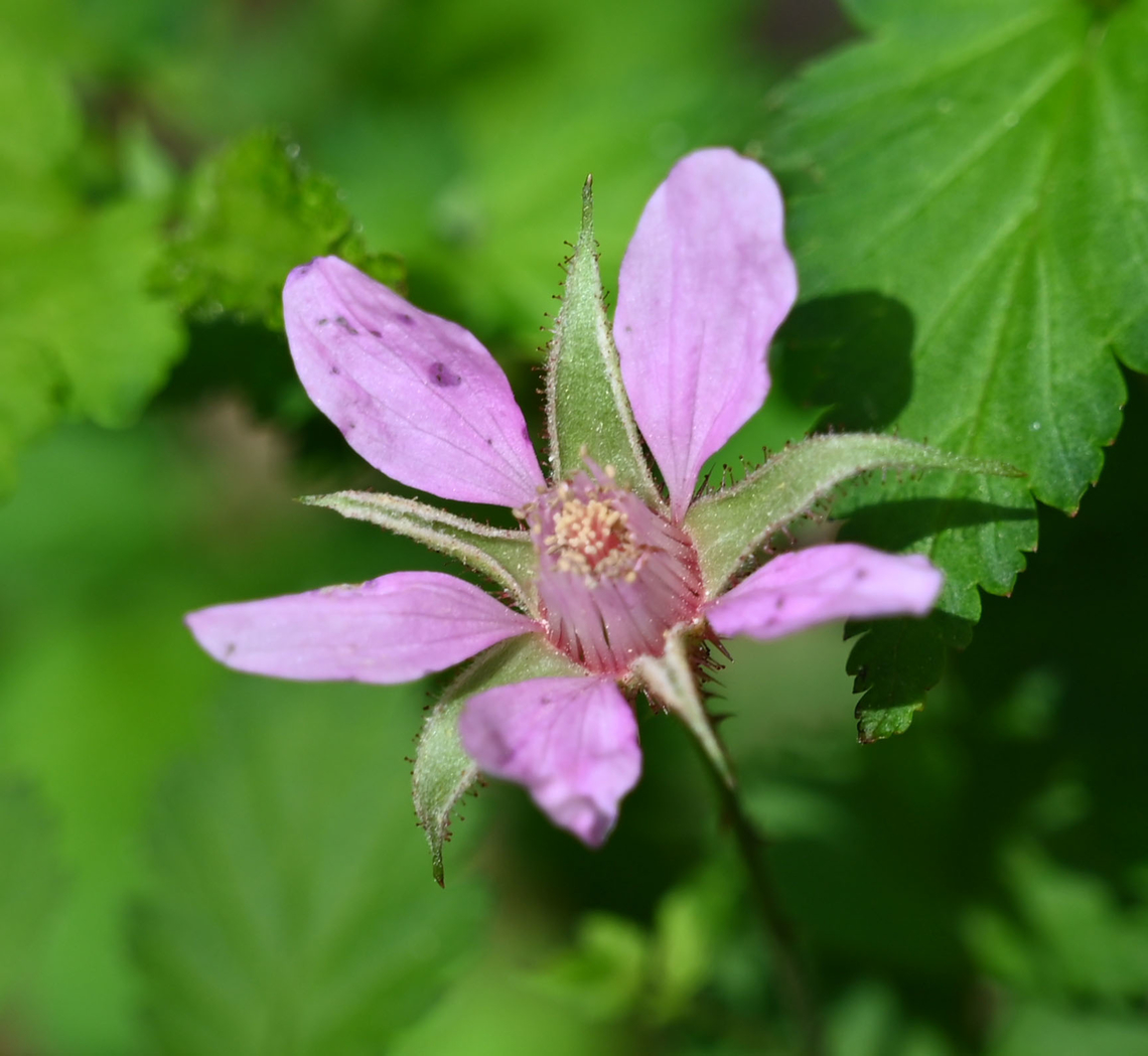 Rubus arcticus, 산딸기꽃  Geotagged,Nagoonberry,Rubus arcticus,South Korea,Spring,산딸기꽃