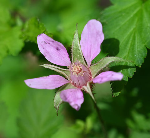 Rubus arcticus, 산딸기꽃  Geotagged,Nagoonberry,Rubus arcticus,South Korea,Spring,산딸기꽃