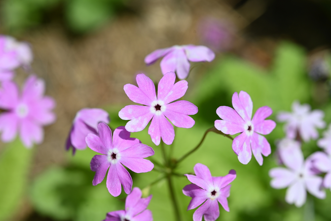 Primula sieboldii, 앵초  Geotagged,Primula sieboldii,South Korea,Spring,앵초꽃