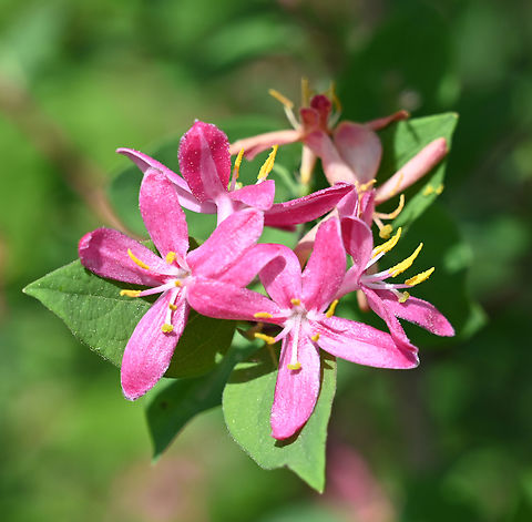 Lonicera tatarica, 홍괴불나무  Geotagged,Lonicera tatarica,South Korea,Spring,Tatarian Honeysuckle,홍괴불나무